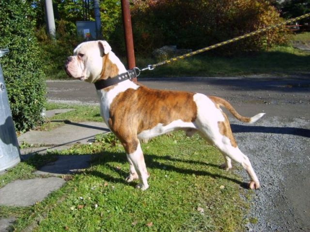 Sorbon Ka-To Bullforce